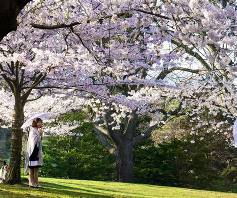 Cherry blossoms at high park : toronto