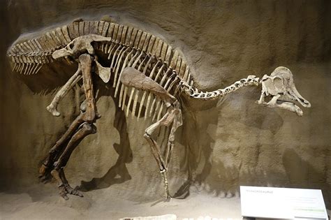 Resurrecting the Past: Paleontologists Assert Groundbreaking Discovery ...