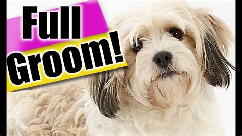 How to Groom a Cavachon Dog from START to FINISH! Exact dog grooming ...