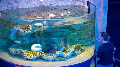 Ripley's Aquarium in Myrtle Beach, South Carolina | Expedia