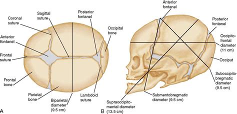 Suture and Fontanelle - Online Biology Notes