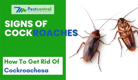 Signs of Cockroaches - Top 9 Signs of Cockroach Infestation