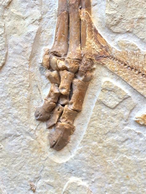 New Fossil Discovery - “Olive” A Primitive Horse Ancestor From The ...