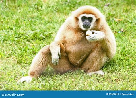 Lar Gibbon eating stock photo. Image of facial, camera - 23034010