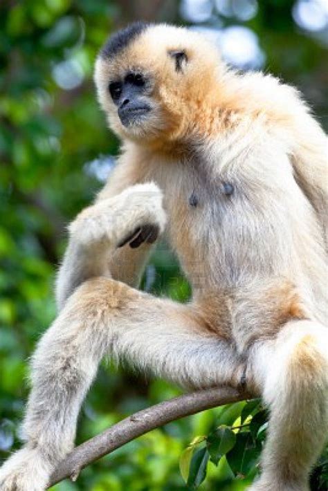 Precious specimen of Gibbon of golden cheeks | Gibbon, Funny animals ...