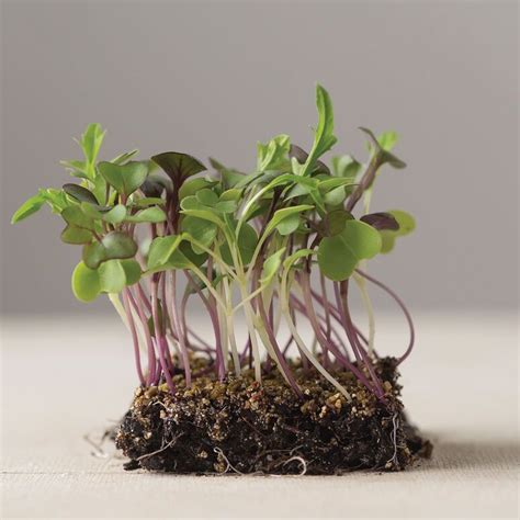 Mild Micro Mix - Organic Microgreen Seed | Johnny's Selected Seeds ...