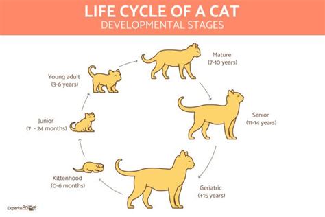 Life Cycle of a Cat - Stages of Development in Domestic Cats