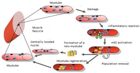 Biology | Free Full-Text | The Role of Satellite Cells in Skeletal ...