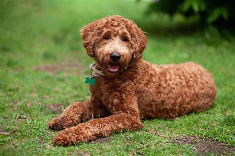 Labradoodle Progression: Growth, Milestones, and Training Tips - A-Z ...