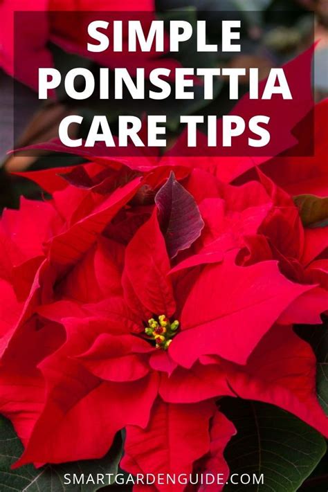 Poinsettia care after christmas – Artofit