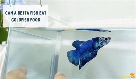 Can A Betta Fish Eat Goldfish Food? Can They Survive On This Food?