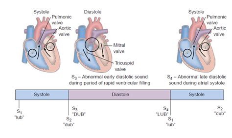 Nursing: ASSESSMENT OF THE CARDIOVASCULAR SYSTEM