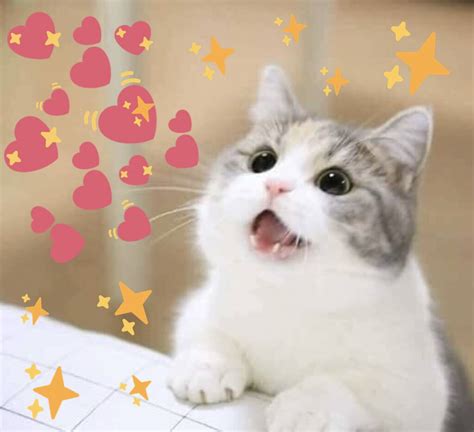 Wholesome Cat Heart Meme Memes Meme Cute Wholesome Cat Funny Crush ...