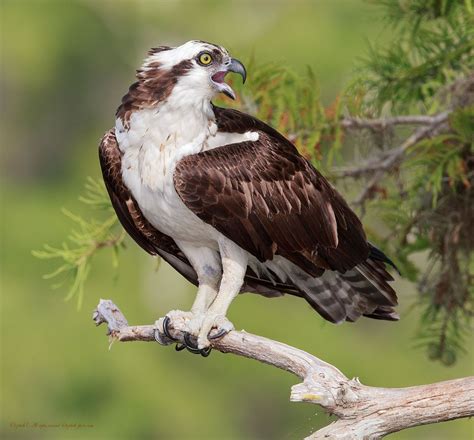 Скопа - Osprey #скопа #osprey #florida #флорида Автор: Elizabeth All ...