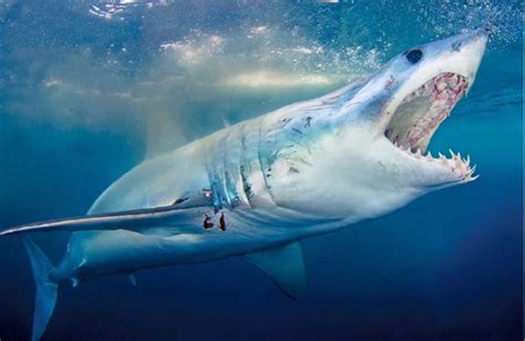 Intriguing Mako Shark Facts Revealed - Fast & Fierce Hunters