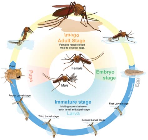 The gallery for --> Walking Stick Insect Life Cycle Diagram