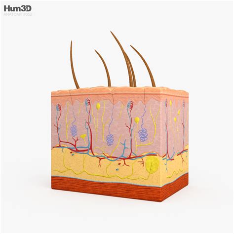 Skin Anatomy 3D model - Anatomy on Hum3D