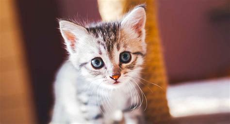 Kitten Names - Cute And Unique Ideas For Naming Your Girl or Boy Cat