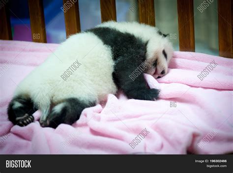 Sleeping Baby Pandas