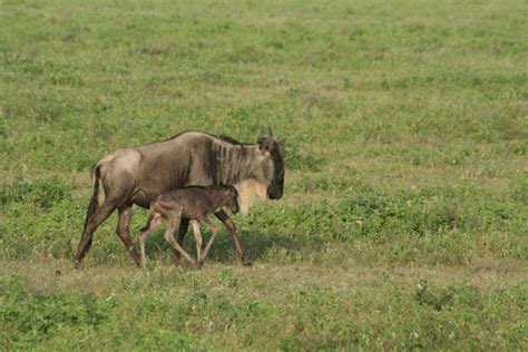 A Rare View of Wildebeest Calves - The New York Times