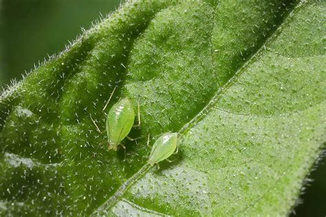 11 Ecofriendly Aphid Control Methods - Pest Control Options