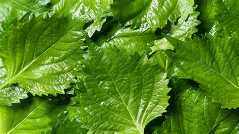 What Are Perilla Leaves and How Can I Cook With Them? | Bon Appétit