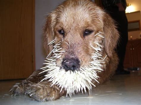 How To Take Porcupine Quills Out Of A Dog