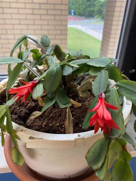 Ultimate Guide to Propagating Christmas Cactus