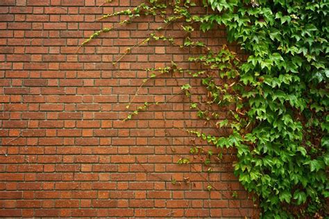 Brick Wall with Ivy | Ivy plants, Ivy wall, English ivy plant