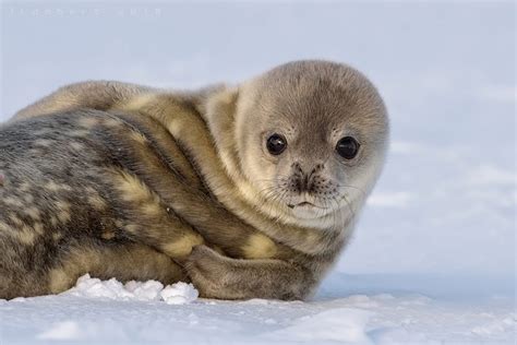 09 de Octubre. Foca de Weddell. – JOSE LAMBERT Fotografía