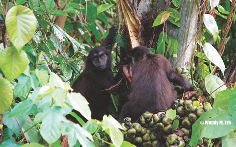 Photos of the World's 25 Most Endangered Primates