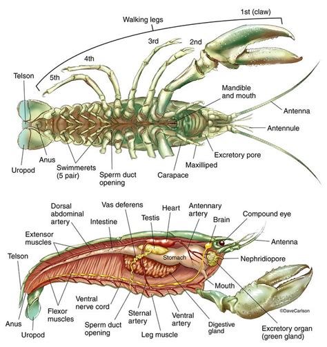 Zoology | Carlson Stock Art | Zoology, Anatomy, Crayfish