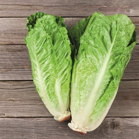 Lechuga: todas sus propiedades y beneficios para la salud