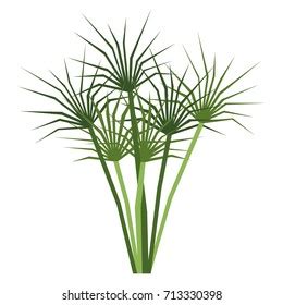 Papyrus Plant Photos, Images & Pictures | Shutterstock