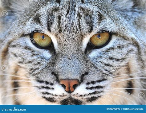 Close Up Eyes North American Bobcat Yellowstone Stock Photo - Image of ...