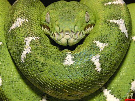 Green Anacondas | Dangerous Snakes In The World | The Wildlife