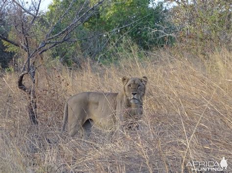 Lion Benin Wildlife | AfricaHunting.com