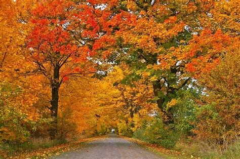 Taste & Hike Through Brilliant Colours of Fall at Ontario Maple Farms ...