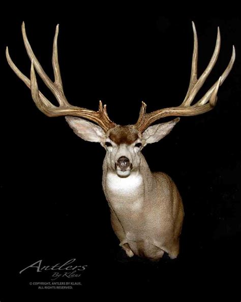 Mule Deer Hunting, Mule Deer Buck, Whitetail Deer Hunting, Whitetail ...