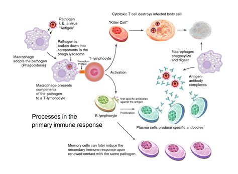 Adaptive Immune System Diagram