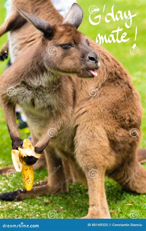 Kangaroo Eating a Banana with a Funny Face and G Day Mate Greeting ...