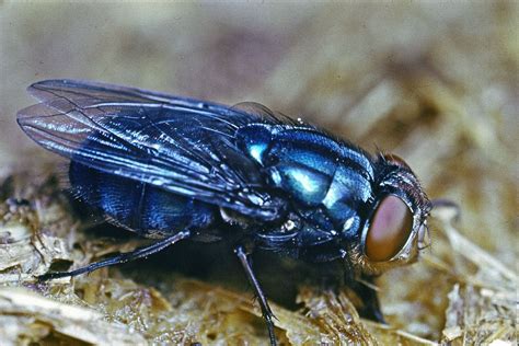 Bluebottle fly | Britannica