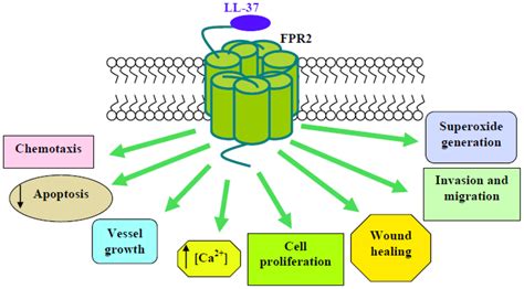 Receptors, Formyl Peptide; Chemotactic Peptide Receptor