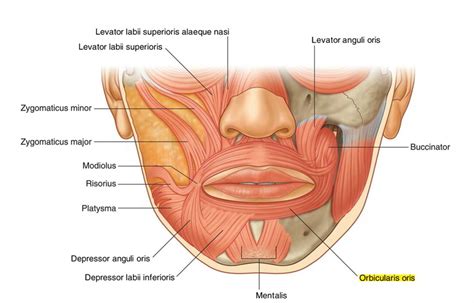 Orbicularis Oris – Earth's Lab