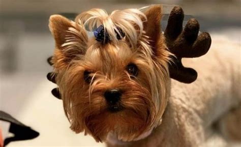 15 Best Halloween Costumes For Your Yorkie 2020 - The Dogman