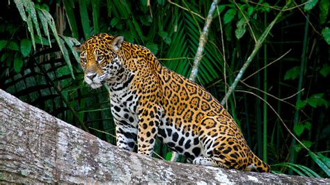 The best jungle predators to see on Amazon vacations