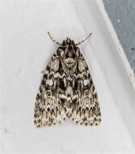 Acronicta fragilis - BugGuide.Net