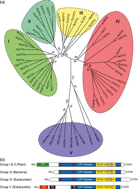 dolichol biosynthetic process | Semantic Scholar