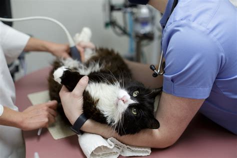 Home Care After Surgery — Affectionately Cats