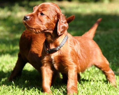 Training Irish Setter Puppies